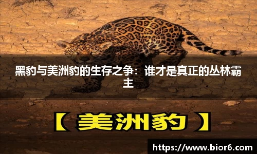 快盈V